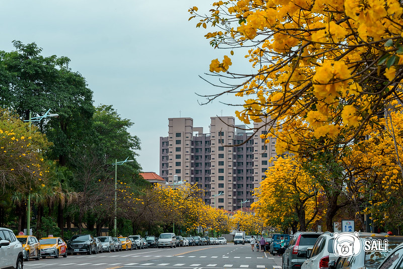 台中北屯 太順路｜黃色風鈴木盛開中，綿延一公里的金色大街（2022最新花況