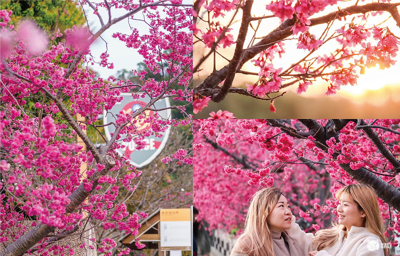 泰安派出所櫻花林｜2023后里泰安櫻花季開跑，台中免費賞櫻景點，最新花況，感受桃紅絢爛的浪漫氛圍